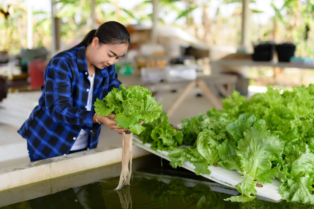 Qunukwebe Holdings Female Farming Monitoring Lettuce in an aquapon Farming and Harvesting