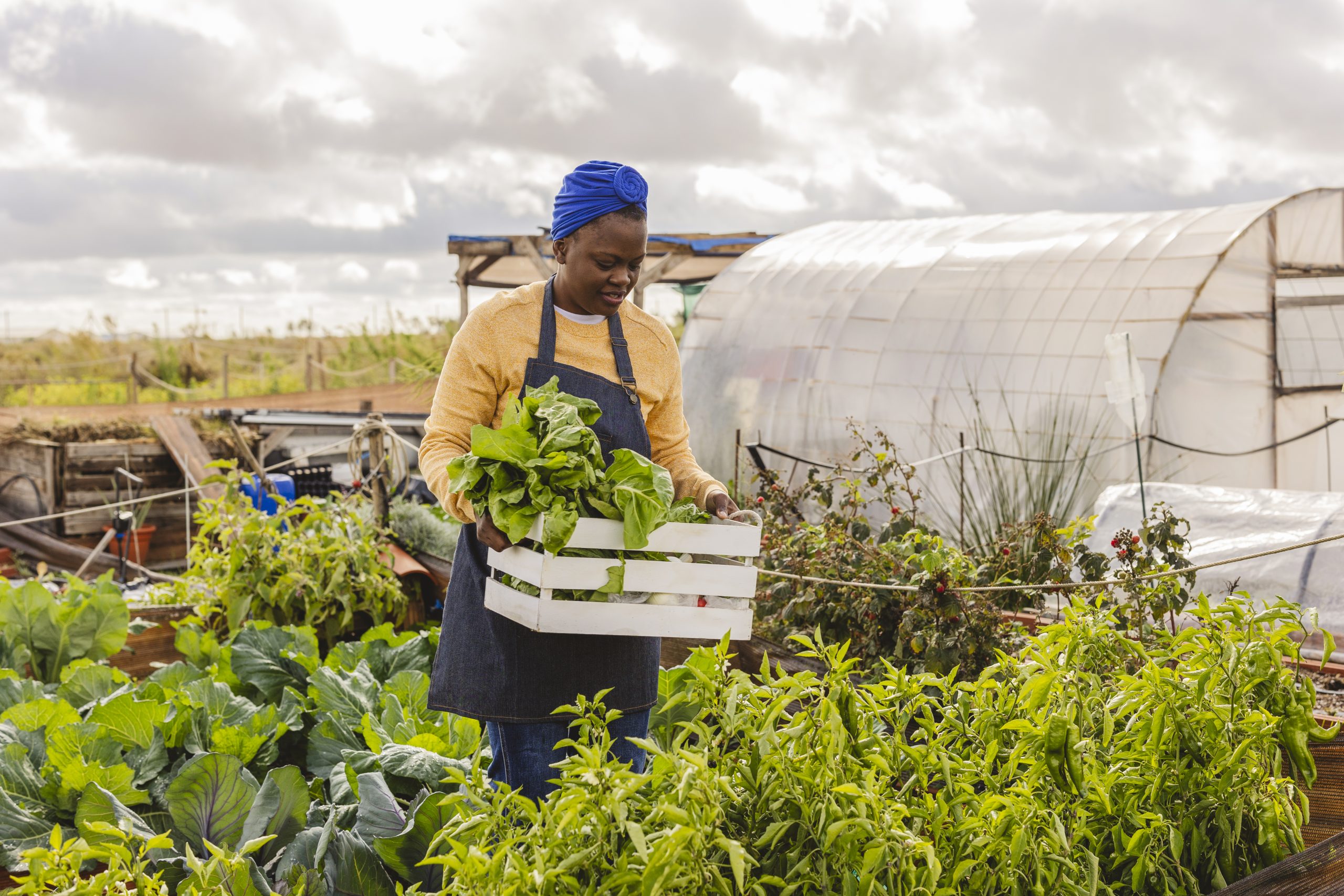 Qunukwebe Holdings African Female Harvesting Fresh Organic Fresh Green Plants