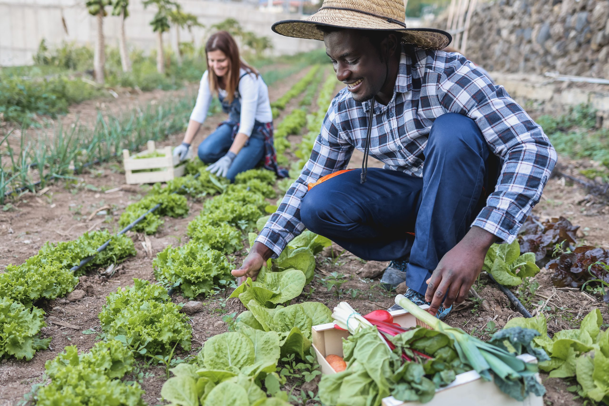 Qunukwebe Holdings Multiracial farmers Working Together In Harvesting Lettuce
