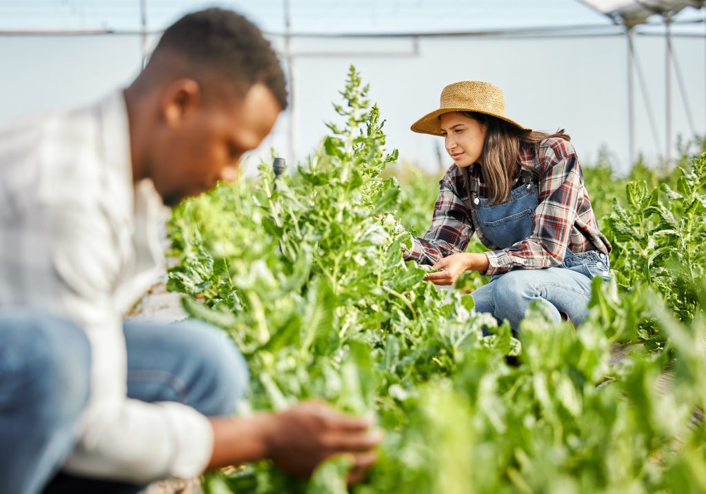 Qunukwebe Holdings Green House Working Together In Farming